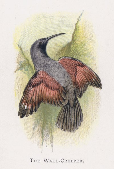 De Muurkruiper door Alexander Francis Lydon